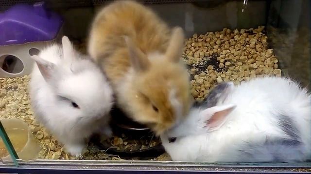 КРОЛИКИ декоративные ПИТОМЦЫ такие МИЛЫЕ Домашние для детей