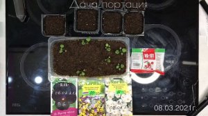 АМПЕЛЬНАЯ ВИОЛА от А до Я (мой первый опыт посева)