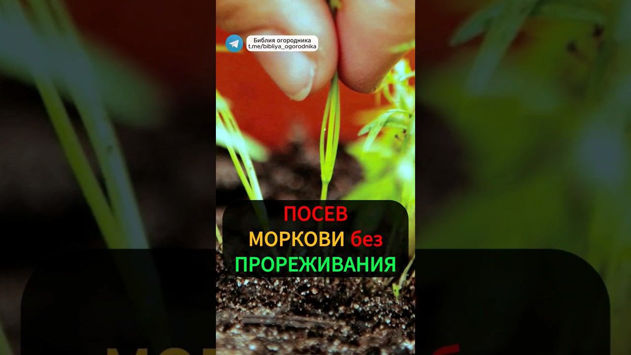 Посев моркови без прореживания: Народный способ #огород #урожай #морковь #посевморкови #дача #сад