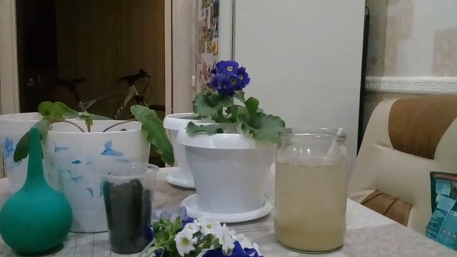 Примулы обконика и подуры. смотреть онлайн