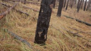 В поисках рядовки лиловоногой (синяя ножка) осенние грибы 2023