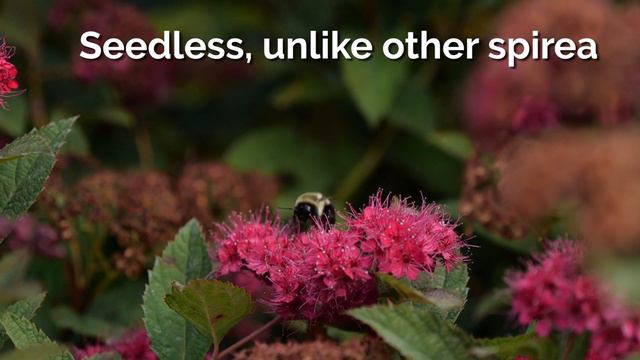 30 Seconds with Double Play Doozie® Spirea смотреть онлайн