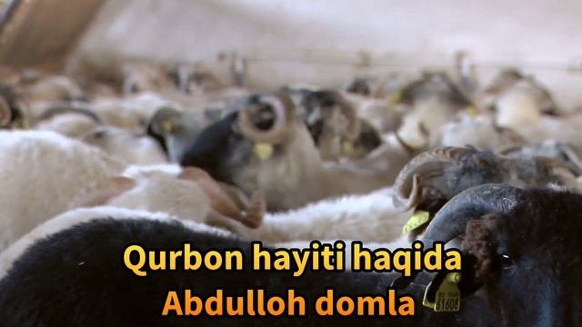 Qurbonlik Haqida Abdulloh Domla/Қурбонлик хақида Абдилло домла/qurbonlik Qachon/қурбонлик қачон