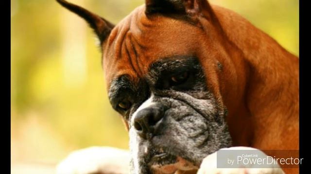 Топ 10 самых ЗЛЫХ собак в мире