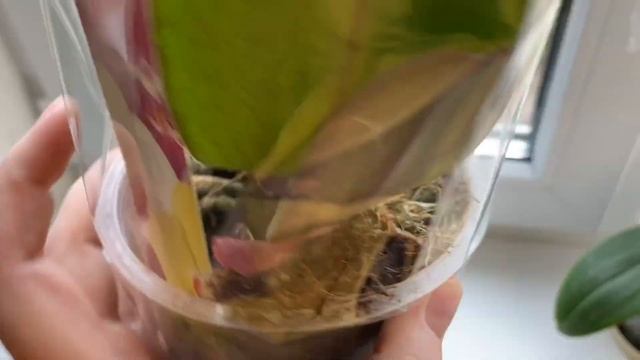 Орхидея после СПАСЕНИЯ/ Поездка на дачу ОКАЗАЛАСЬ ПЛОДОВИТОЙ во всех отношениях ??✊? смотреть онлайн