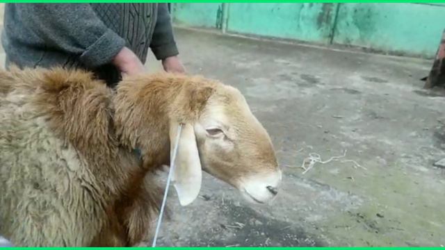 📲+996556102372 цена договорная баран произ-тель АРАШАН г.Кара-балта | арашан койлору