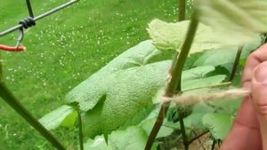 ??Лучшие три способа подвязки винограда. Подвязка винограда. Прихватки винограда