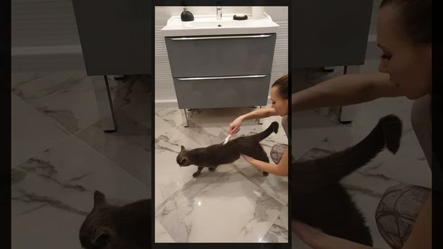Колтунорез MIAU для собак и кошек — как пользоваться | Чесалка расческа щетка для вычесывания шерст
