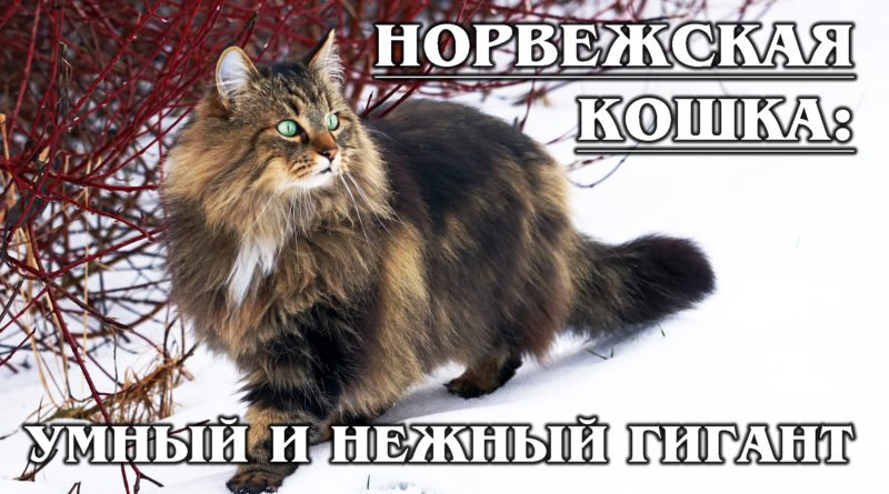 Лесная Кошка Фото