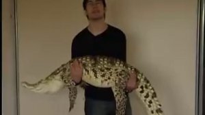 Крокодил Гена