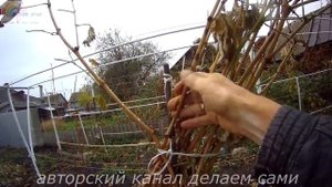 Виноград осенью Осенние работы на винограднике в октябре Подготовка винограда к зиме осенью
