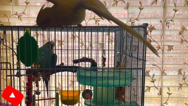 СЕКРЕТНЫЕ МЕСТА ГДЕ МОЖНО КУПИТЬ ИГРУШКИ И АКСЕССУАРЫ ДЛЯ ПОПУГАЕВ смотреть онлайн