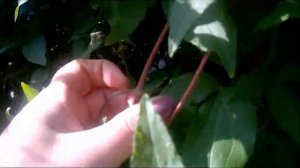 Клематис укореняю и черенкую. Беззатратные способы укоренения клематиса. 100 % результат.