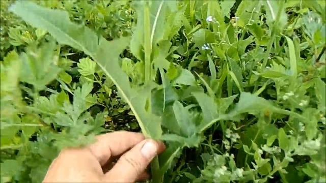Куры #14 / Кормление кур травой #2 / Мокрица и молочай