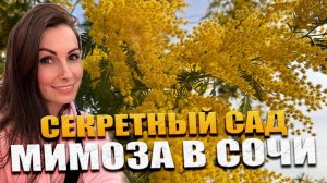 МИМОЗА В СОЧИ / СЕКРЕТНЫЙ САД В СОЧИ / ПОГОДА В СОЧИ