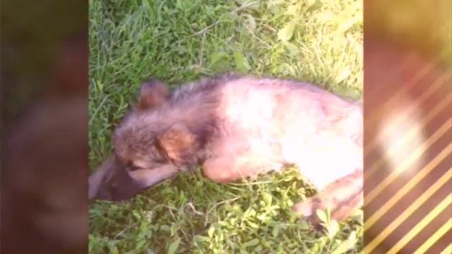 Любимые щенки Московской области!!! смотреть онлайн