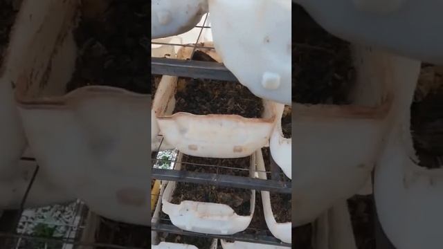 tiny maggots vs waste food