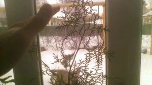 Мои комнатные растения. Цветущие и не цветущие