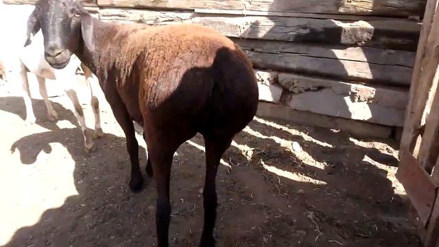 Продам гиссарский пери ярка 1.5 годовалый цена 65000 тенге 8777 963 8585. смотреть онлайн