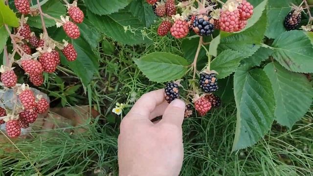 Небеса могут подождать Ежевика в средней полосе