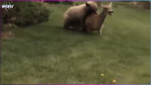 12 Most Insane Bear Attacks Caught On Camera