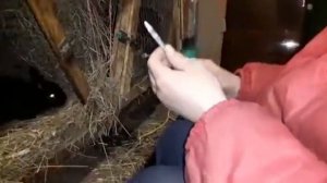 Чтобы кролики не болели (3).