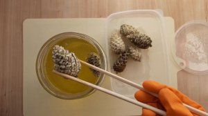 Отбеливание сосновых шишек | Bleaching Pinecones