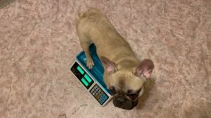 ФРАНЦУЗСКИЙ БУЛЬДОГ / ВЕС ЩЕНКА