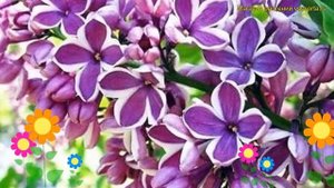 Сирень обыкновенная на штамбе Сенсация. Краткий обзор, описание syringa vulgaris Sensation