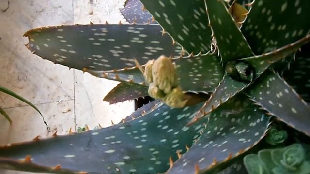 My Aloe Saponaria in beautiful flowers смотреть онлайн