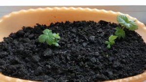 Размножение ежевики из ветки( стеблевой черенок). 3.02.2022.