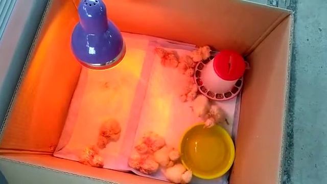 Результат вывода Смена-9 в пенопластовом инкубаторе 17.05.2021 Часть 1 смотреть онлайн