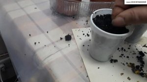 Могут ли взойти семена КОМНАТНОГО  ГРАНАТА, которые пролежали 4 года?
