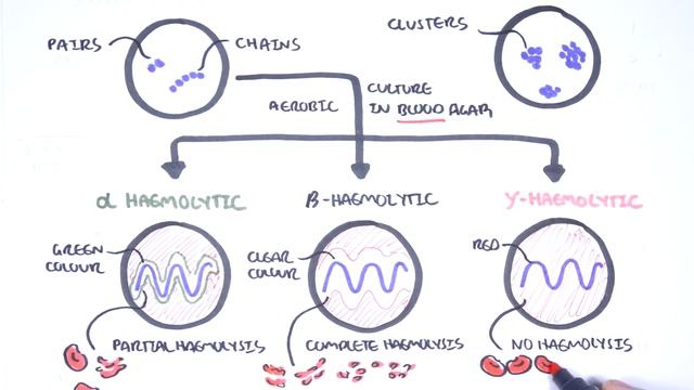 Microbiology - Streptococcus species смотреть онлайн