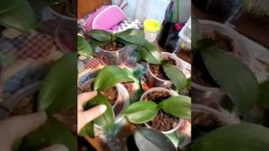 Эпин экстра . Как я применяю на орхидеях