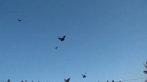 Мои голуби г.Димитрово