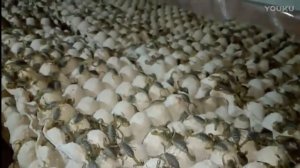 Яд этих скорпионов стоит 750 млн рублей!