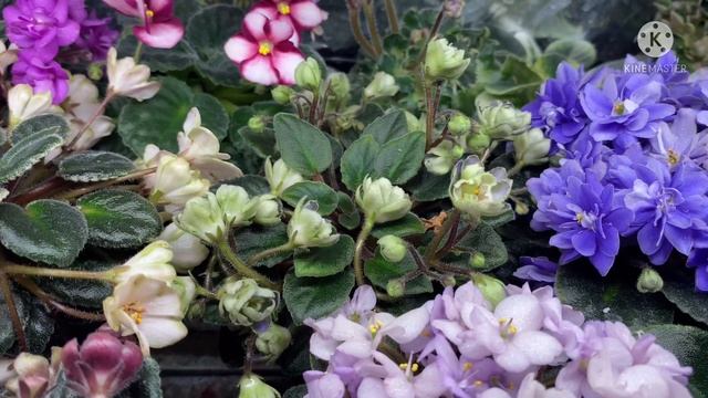 Обзор всех полочек с цветами. Плюс излишки для Москвы. смотреть онлайн