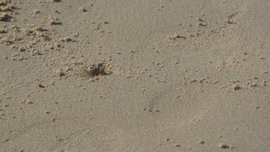 Маленький крабик роет себе норку на острове Ко Куд в Сиамском заливе Южно-Китайского моря.