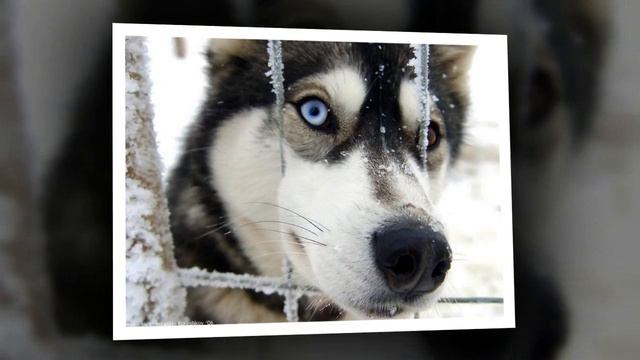 Аляскинский маламут 2016 ГОДА смотреть онлайн