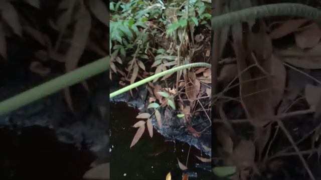 Alocasia longiloba sp смотреть онлайн