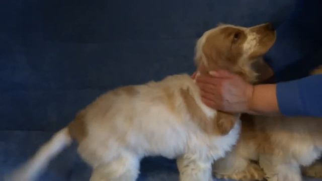 2 сестрички Никки и Златы смотреть онлайн