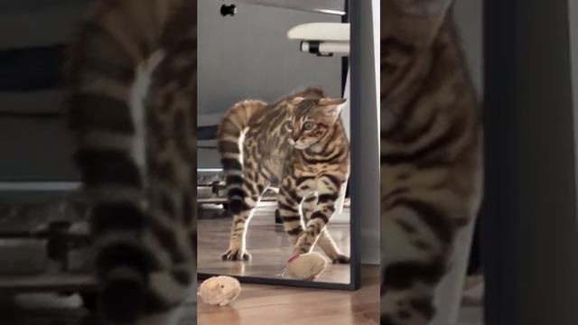 Кот и мышь ??? смотреть онлайн