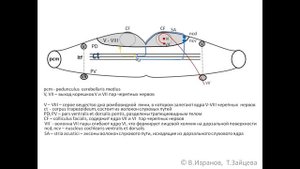 Анатомия головного мозга: анимационная схема моста