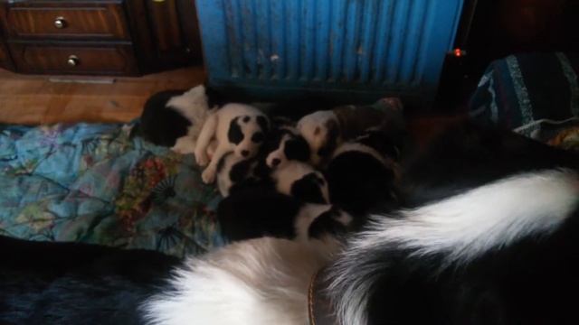 САО.Алабаи/Волкодав. Боятся ли холода Алабаи. /Щенкам 37 дней. смотреть онлайн