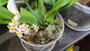 ОНЦИДИУМ.Цветение онцидиума Твинкль.