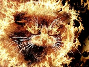 смешные коты против огня