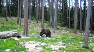 Фотоловушка Seelock S358 съемка на природе