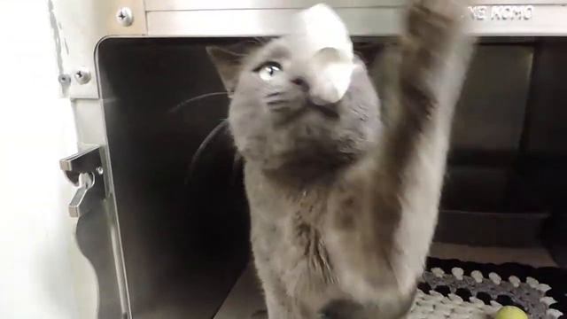 Meet Puma a Domestic Shorthair currently available for adoption at Petango.com! 11272013 7:37:04