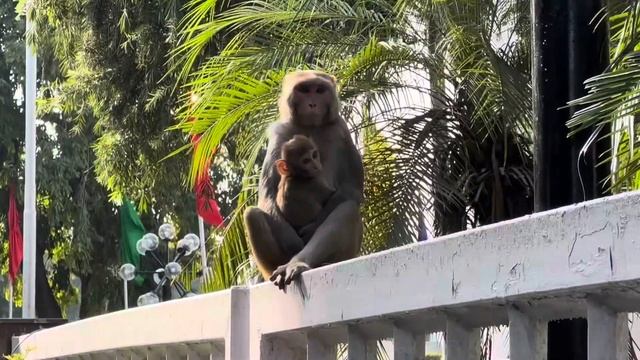 Индия. День 3. Дели. смотреть онлайн